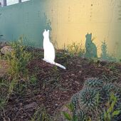 Una de las colonias felinas de Puerto Real