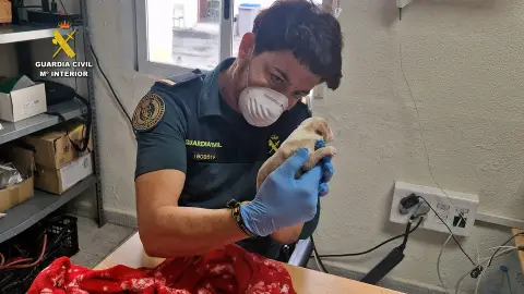 Investigan a un vecino de La Llosa por abandonar cuatro perros recién nacidos en un contenedor de basura Investigan a un vecino de La Llosa por abandonar cuatro perros recién nacidos en un contenedor de basura