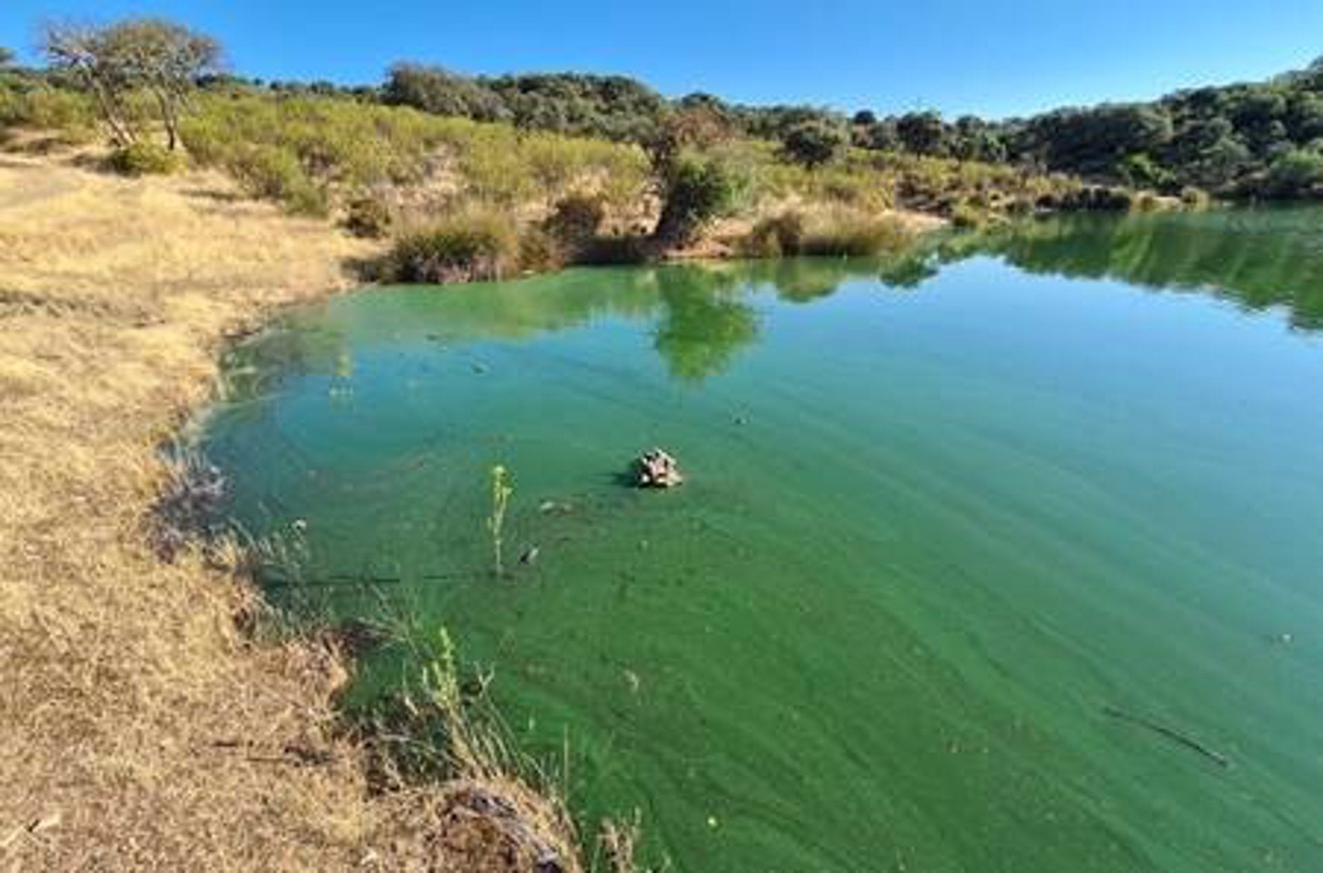 Investigadores de la UAM alertan sobre altos niveles de cianobacterias tóxicas en embalses de Monfragüe Investigadores de la UAM alertan sobre altos niveles de cianobacterias tóxicas en embalses de Monfragüe