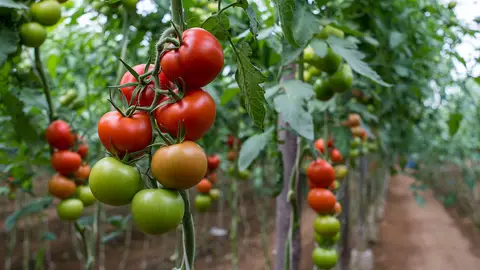 Tomate de Almería Tomate de Almería
