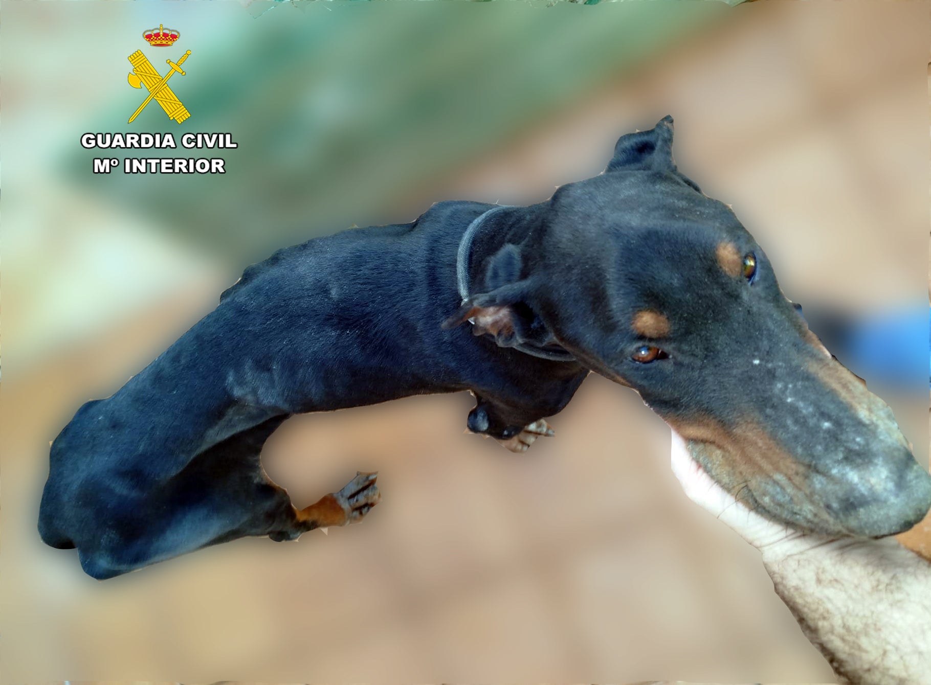 La Guardia Civil salva a un perro en estado de caquexia en Campuzano-Torrelavega La Guardia Civil salva a un perro en estado de caquexia en Campuzano-Torrelavega