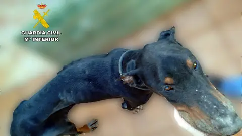 La Guardia Civil salva a un perro en estado de caquexia en Campuzano-Torrelavega La Guardia Civil salva a un perro en estado de caquexia en Campuzano-Torrelavega