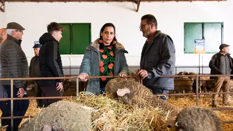 La Diputación de Cáceres recibe más de 1.300 solicitudes para la subasta de 200 cabezas de ganado Merino Precoz La Diputación de Cáceres recibe más de 1.300 solicitudes para la subasta de 200 cabezas de ganado Merino Precoz