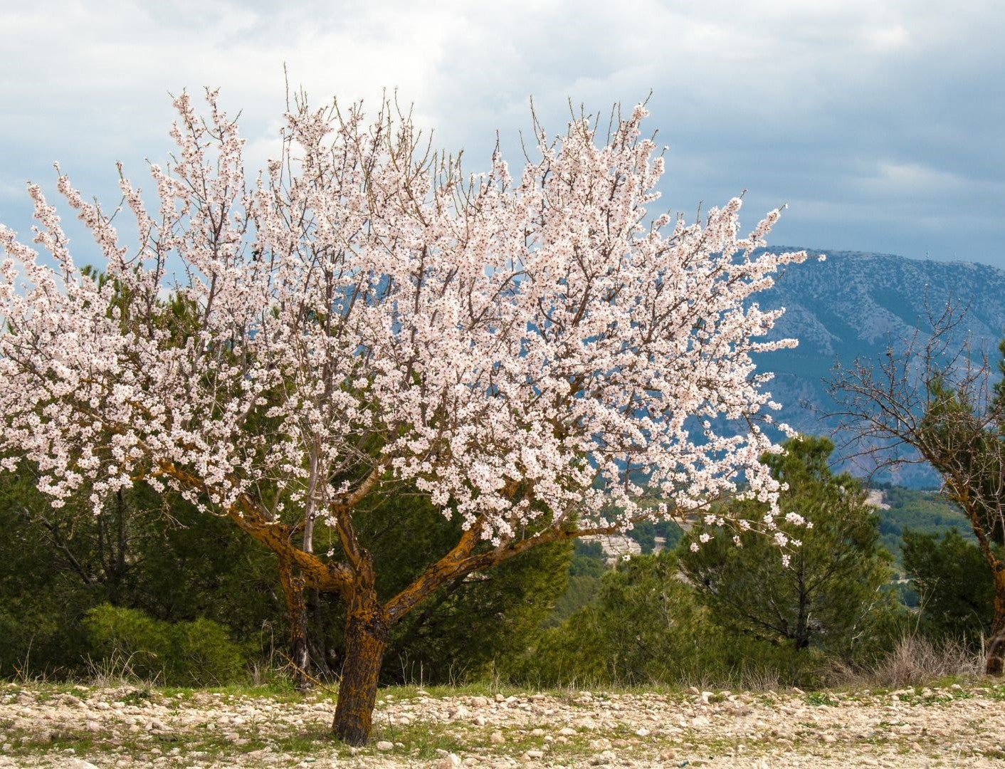 Estas son las mejores floraciones de primavera en España Estas son las mejores floraciones de primavera en España