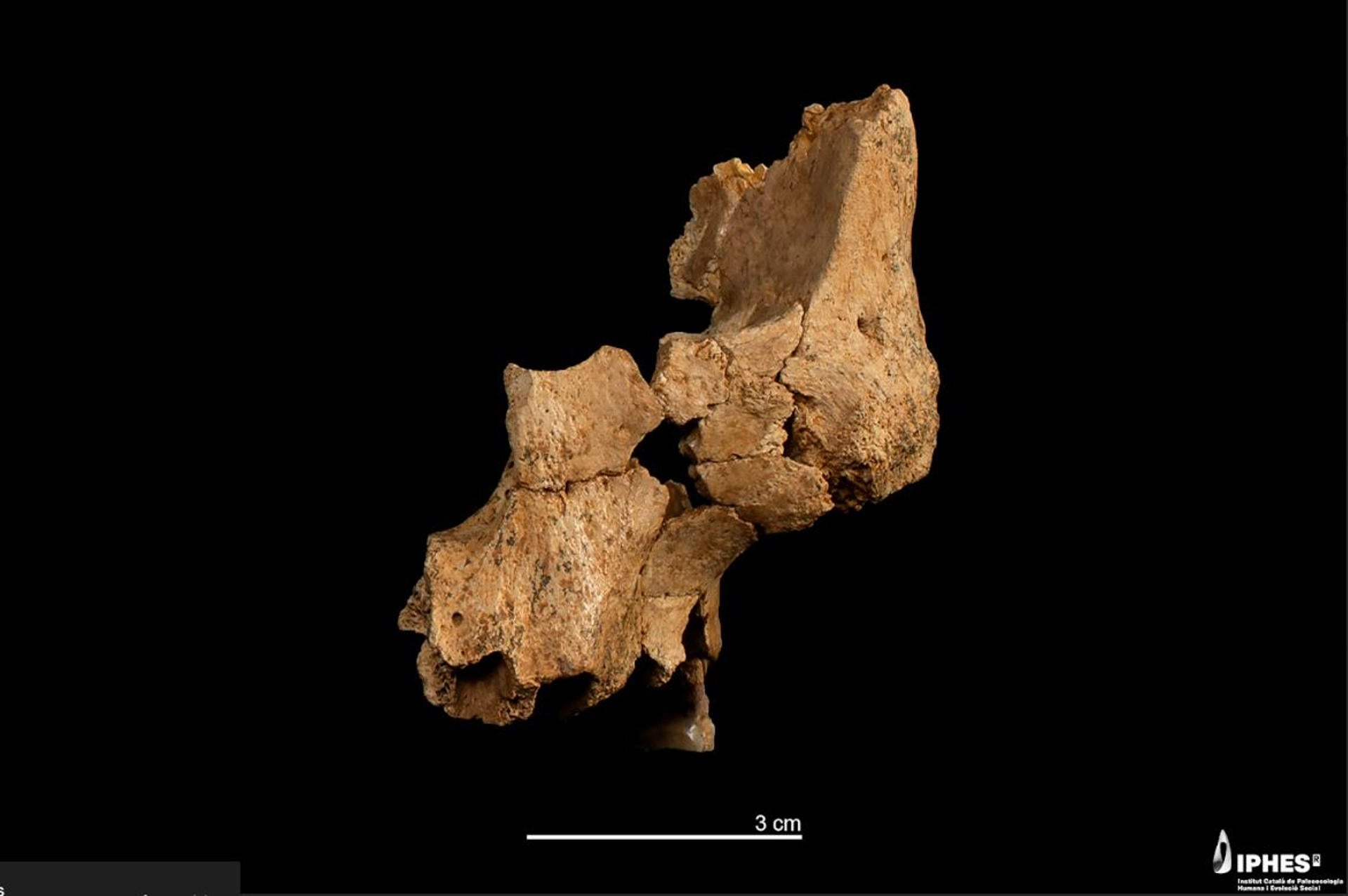 Atapuerca descubre el rostro humano más antiguo de Europa occidental Atapuerca descubre el rostro humano más antiguo de Europa occidental