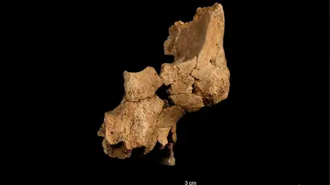 Fragmento (ATE7-1) izquierdo de la cara de un individuo asignado a Homo aff. erectus recuperado en el nivel TE7 de la Sima del Elefante (Sierra de Atapuerca, Burgos). A la izquierda, guijarro de cuarzo con extracción bifacial; arriba a la derecha, ascla de cuarzo y abajo, a la derecha, ascla de sílex Cretácico. Fragmento (ATE7-1) izquierdo de la cara de un individuo asignado a Homo aff. erectus recuperado en el nivel TE7 de la Sima del Elefante (Sierra de Atapuerca, Burgos). A la izquierda, guijarro de cuarzo con extracción bifacial; arriba a la derecha, ascla de cuarzo y abajo, a la derecha, ascla de sílex Cretácico.