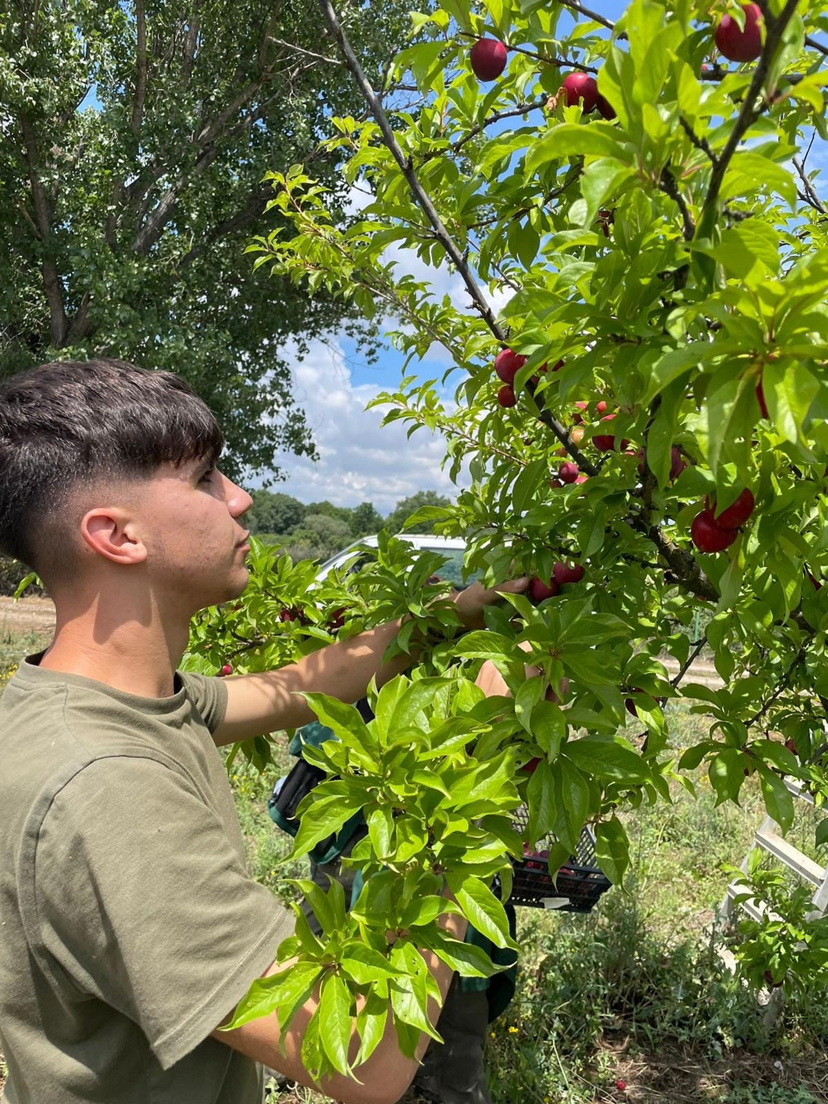 El CFMR de Moraleja realiza un curso de conservas vegetales artesanas con frutas y verduras locales El CFMR de Moraleja realiza un curso de conservas vegetales artesanas con frutas y verduras locales