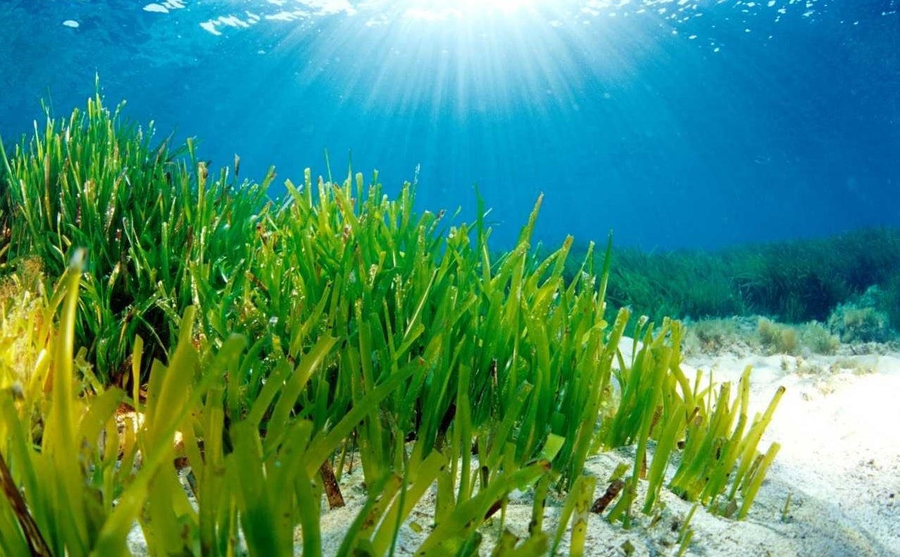 Felicia Bocú: "Un 40% de la pradera de posidonia de Porroig y Cala Vedella está muerta" Felicia Bocú: "Un 40% de la pradera de posidonia de Porroig y Cala Vedella está muerta"