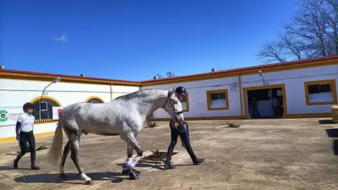 La parada de sementales 2025 del Censyra permanecerá abierta hasta mediados de junio La parada de sementales 2025 del Censyra permanecerá abierta hasta mediados de junio