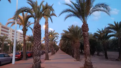 Avenida de la Universidad de Elche. Avenida de la Universidad de Elche.