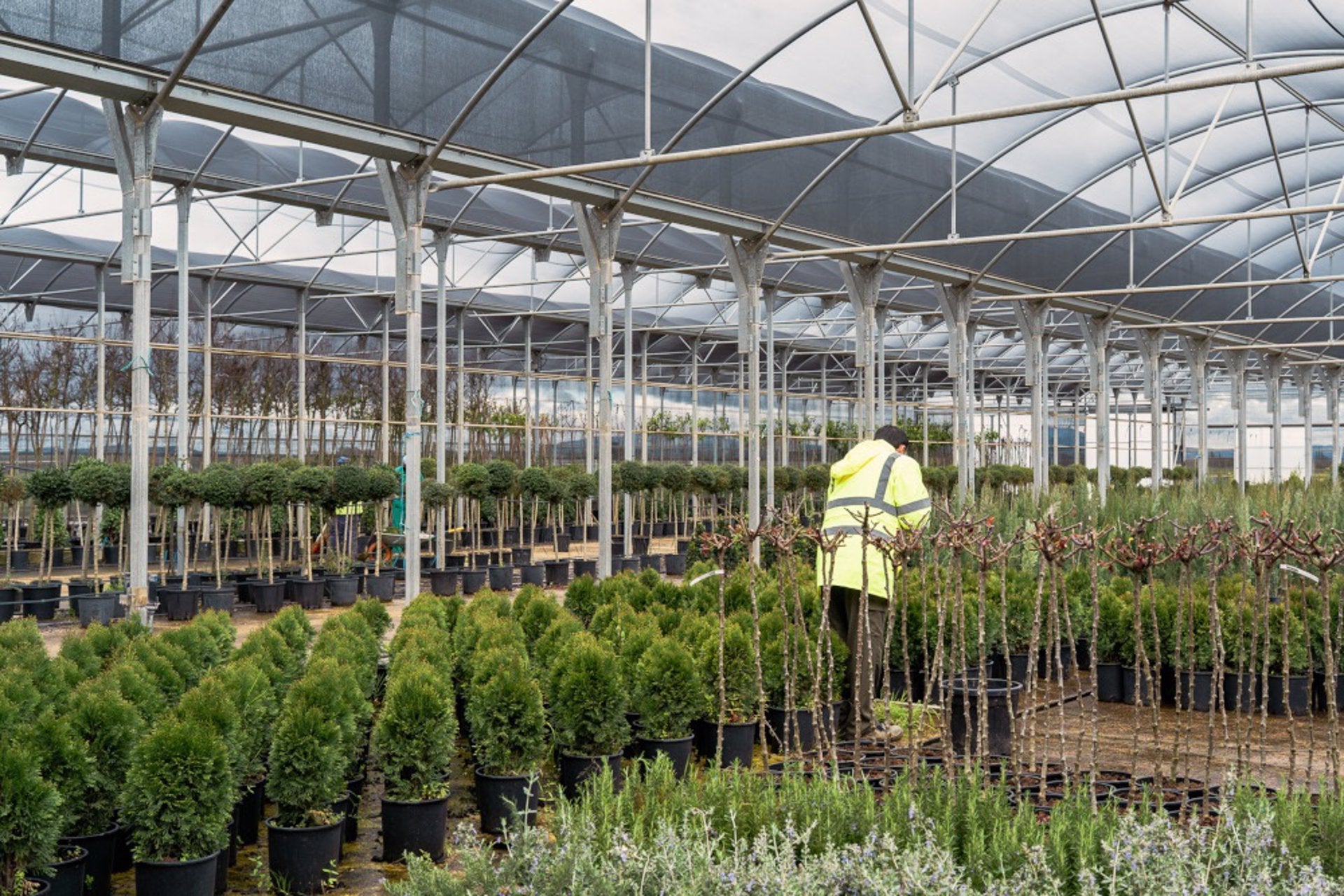 El Vivero Provincial de Badajoz acaba su campaña de invierno con 40.000 plantas suministradas y 800.000 euros de ahorro El Vivero Provincial de Badajoz acaba su campaña de invierno con 40.000 plantas suministradas y 800.000 euros de ahorro