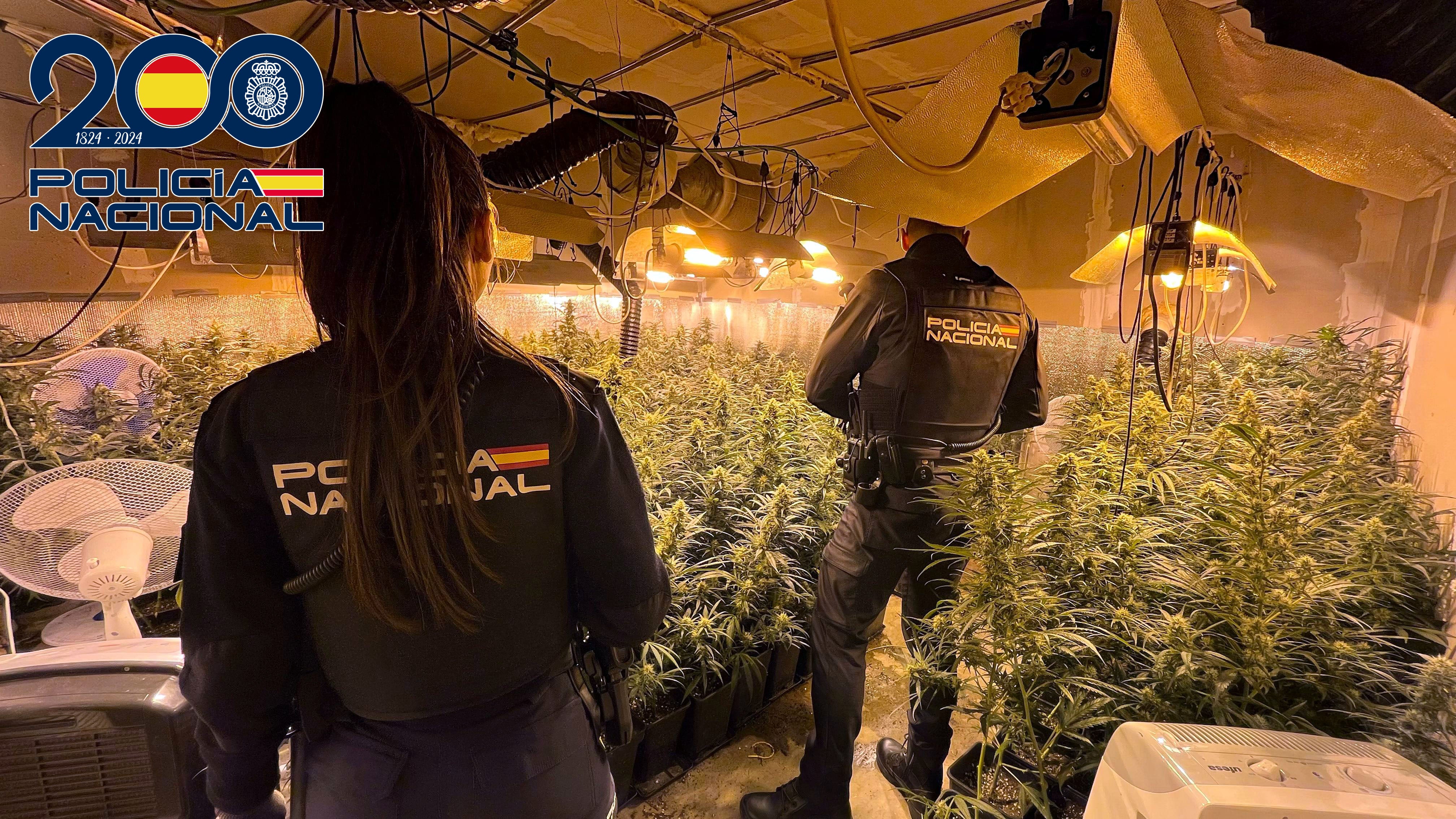 La Policía Nacional desmantela una plantación de marihuana "indoor" en Almendralejo La Policía Nacional desmantela una plantación de marihuana "indoor" en Almendralejo