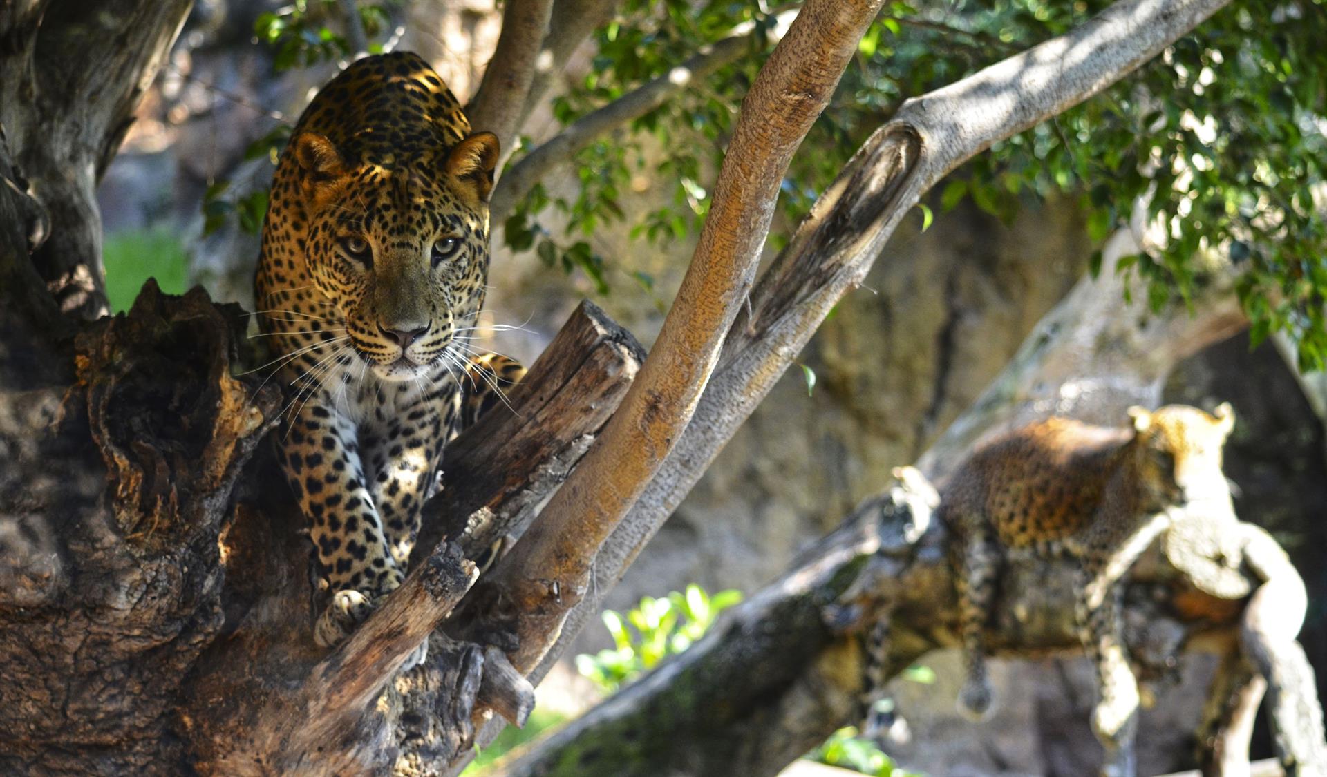Muere Inés, la "emblemática" leoparda de 18 años de Bioparc Valencia Muere Inés, la "emblemática" leoparda de 18 años de Bioparc Valencia