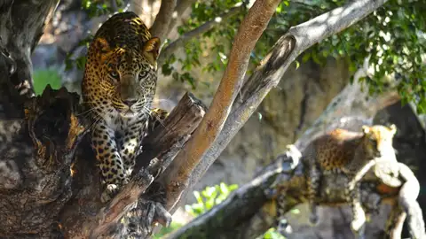 Muere Inés, la "emblemática" leoparda de 18 años de Bioparc Valencia Muere Inés, la "emblemática" leoparda de 18 años de Bioparc Valencia