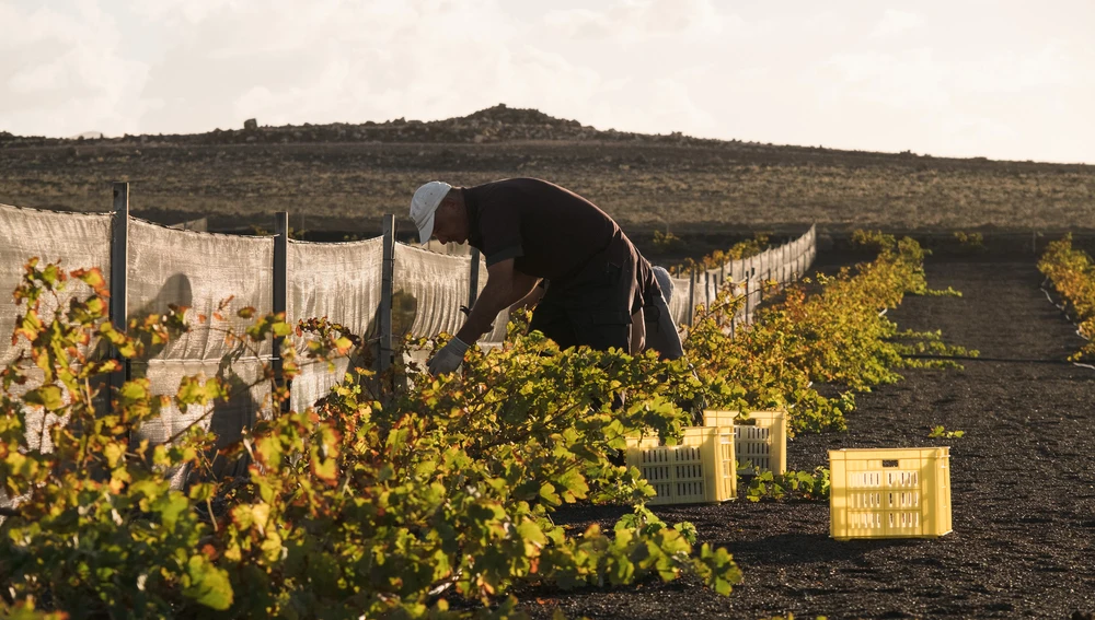 Bodegas El Grifo, Lanzarote Bodegas El Grifo, Lanzarote