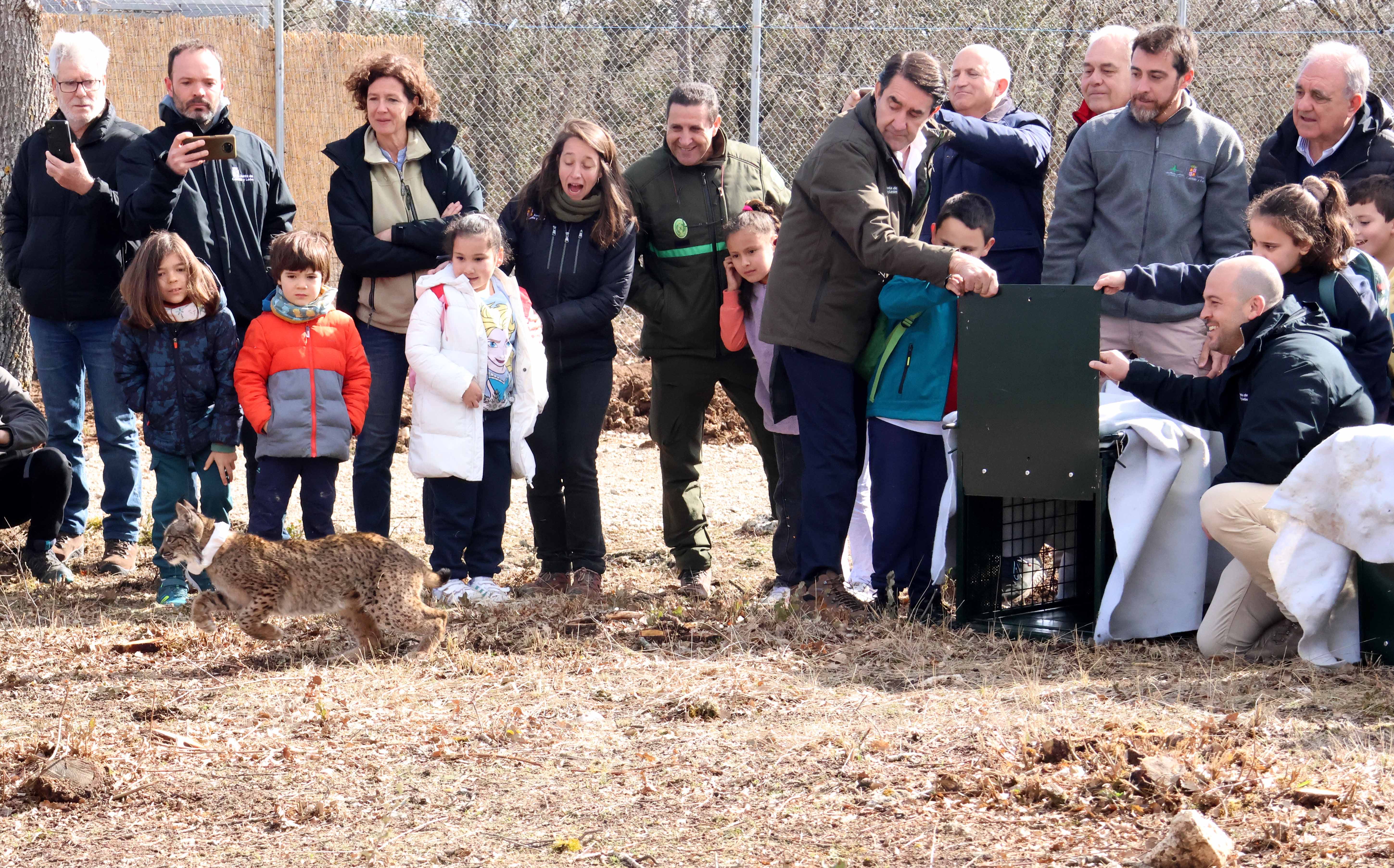 "Villano" y "Viñegra", dos nuevos linces en el Cerrato de Palencia "Villano" y "Viñegra", dos nuevos linces en el Cerrato de Palencia