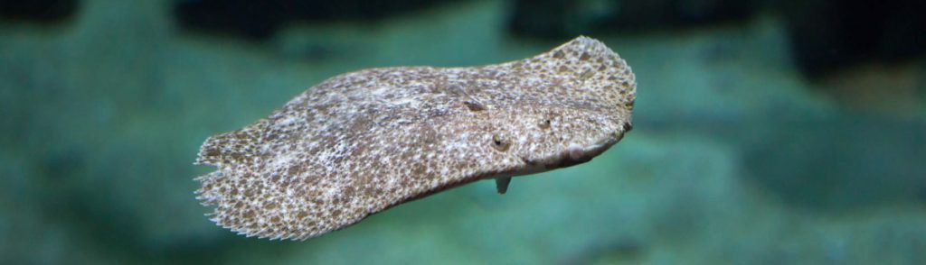 Insuiña controla con una App todo el proceso de su planta de rodaballo de Xove Insuiña controla con una App todo el proceso de su planta de rodaballo de Xove