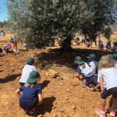 Descubriendo el olivar