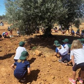 Descubriendo el olivar Descubriendo el olivar