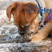 Ángel Osuna nos ofrece consejos para dueños de perros en época de oruga procesionaria. ¿Qué hacer en caso de síntomas? Ángel Osuna nos ofrece consejos para dueños de perros en época de oruga procesionaria. ¿Qué hacer en caso de síntomas?