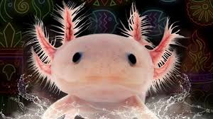 El ajolote, una especie en peligro de extinción, llega al Acuario de Sevilla El ajolote, una especie en peligro de extinción, llega al Acuario de Sevilla