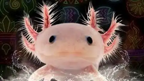 El ajolote, una especie en peligro de extinción, llega al Acuario de Sevilla El ajolote, una especie en peligro de extinción, llega al Acuario de Sevilla