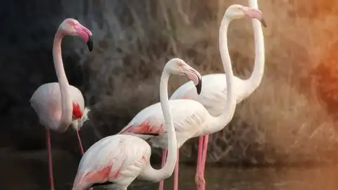 blas fuentes-flamencos blas fuentes-flamencos