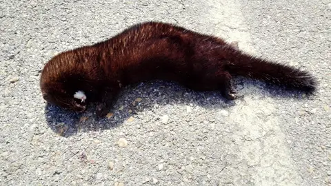 La Braña constata la presencia del visón americano en el Rubagón .