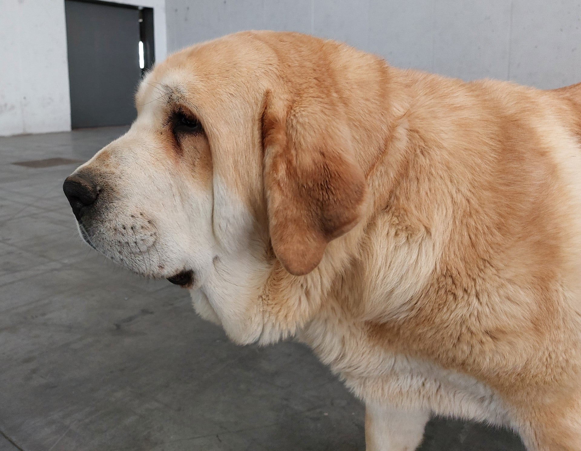 La Diputación de Palencia lanza ayudas a ganaderos destinadas a subvencionar la tenencia de perros de raza mastín La Diputación de Palencia lanza ayudas a ganaderos destinadas a subvencionar la tenencia de perros de raza mastín