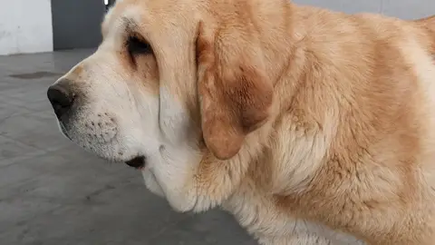 Tunante de Fuente Mimbre .