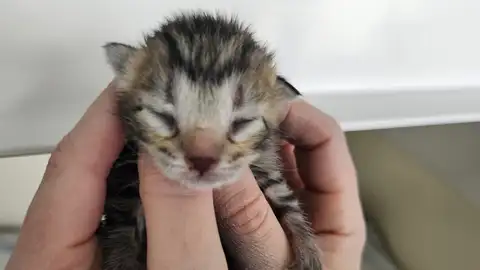 Uno de los cuatro gatos abandonados onda cero