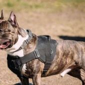 Imagen de un perro de la raza American Stafford