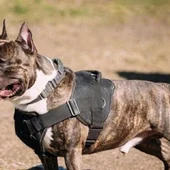 Imagen de un perro de la raza American Stafford Imagen de un perro de la raza American Stafford