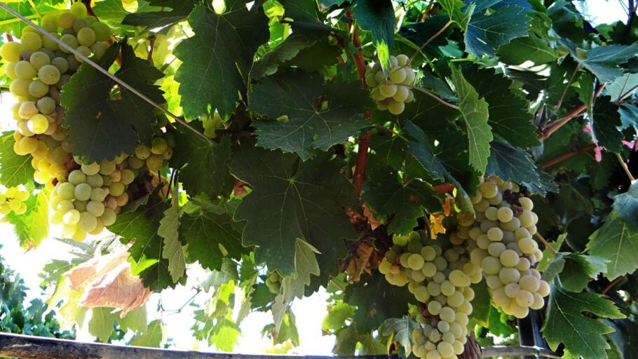 Vi&ntilde;as