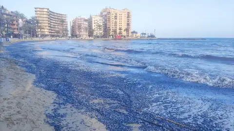 La medusa velero inunda la costa de Guardamar, Torrevieja y Orihuela al igual que otras zonas del Mediterráneo español La medusa velero inunda la costa de Guardamar, Torrevieja y Orihuela al igual que otras zonas del Mediterráneo español