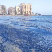 La medusa velero inunda la costa de Guardamar, Torrevieja y Orihuela al igual que otras zonas del Mediterráneo español La medusa velero inunda la costa de Guardamar, Torrevieja y Orihuela al igual que otras zonas del Mediterráneo español