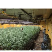 Plantas de marihuana encontradas en Alhambra Plantas de marihuana encontradas en Alhambra