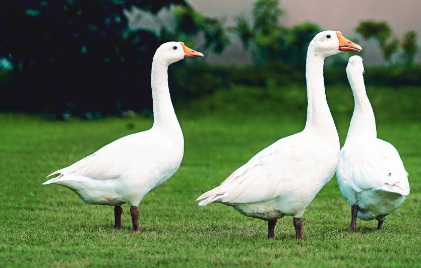 Pena de cárcel para un granjero que dejó morir a 170 ocas Pena de cárcel para un granjero que dejó morir a 170 ocas