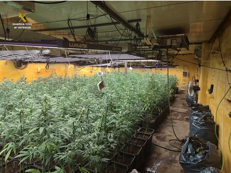 Dos detenidos por cultivar y vender marihuana en Alhambra y Chinchón (Madrid) Dos detenidos por cultivar y vender marihuana en Alhambra y Chinchón (Madrid)