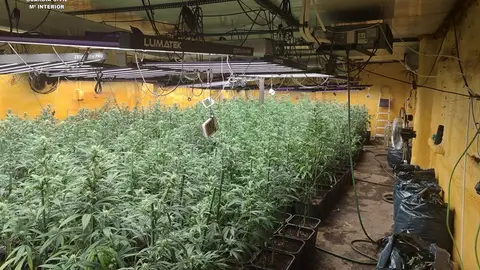 Cultivo de marihuana "indoor" en un chalé de Alhambra Cultivo de marihuana "indoor" en un chalé de Alhambra