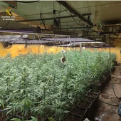 Cultivo de marihuana "indoor" en un chalé de Alhambra Cultivo de marihuana "indoor" en un chalé de Alhambra