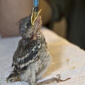 El parque Terra Natura Benidorm colaborará con la Generalitat en el programa autonómico de cría y recuperación de pequeñas aves silvestres 