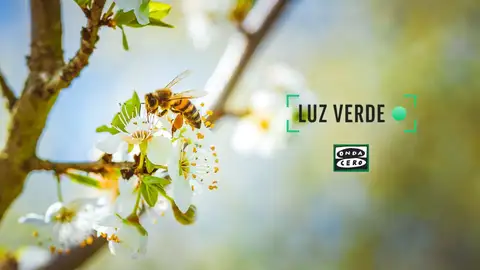 Polinizadores Polinizadores