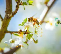 Polinizadores Polinizadores