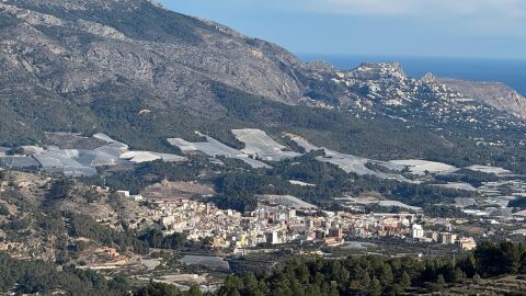 Callosa d'en Sarrià, productor del 70% del níspero en España Callosa d'en Sarrià, productor del 70% del níspero en España