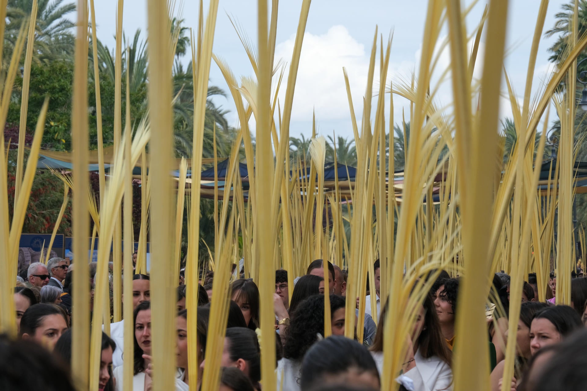 Semana Santa en Elche: los hoteles rozaron el lleno y hubo más de 70.000 personas en el Domingo de Ramos Semana Santa en Elche: los hoteles rozaron el lleno y hubo más de 70.000 personas en el Domingo de Ramos