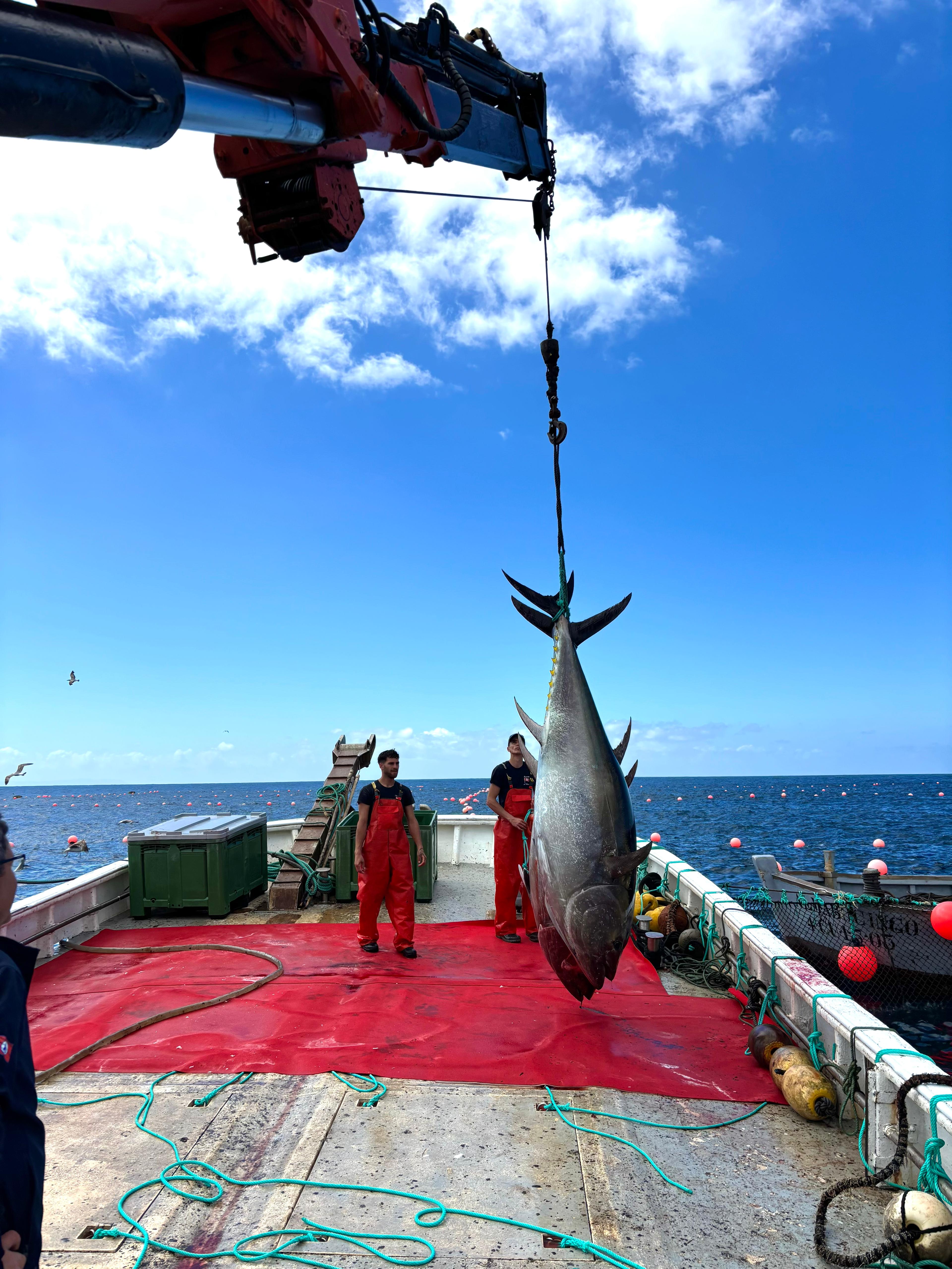 La primera 'levantá' de la Almadraba de Barbate, con la inquietud de la huelga de inspectores de pesca La primera 'levantá' de la Almadraba de Barbate, con la inquietud de la huelga de inspectores de pesca