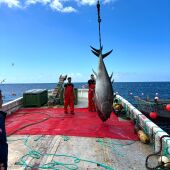 Atún en una embarcación en la costa de Cádiz