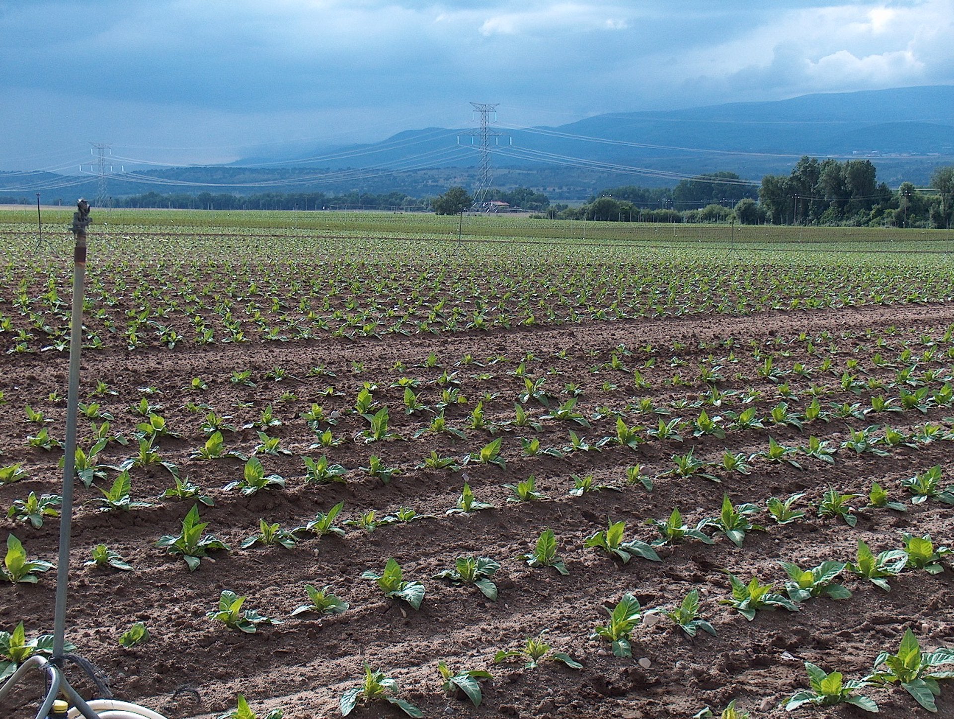 Cetarsa contrata 15,6 millones de kilos de tabaco en la campaña 2025/2026, un 1% más que en la pasada temporada Cetarsa contrata 15,6 millones de kilos de tabaco en la campaña 2025/2026, un 1% más que en la pasada temporada