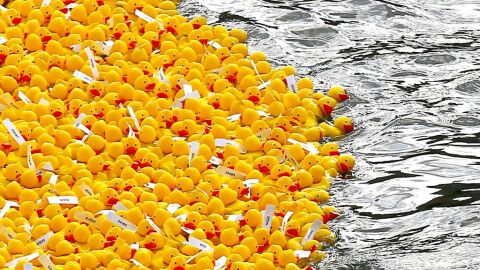 Patos en una Estropatada